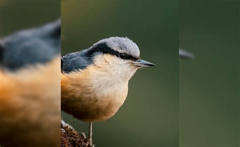 birds with strange beaks